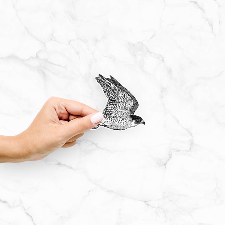 Flying Peregrine Falcon - Falco peregrinus - Decal Sticker for wholesale by Because Tees