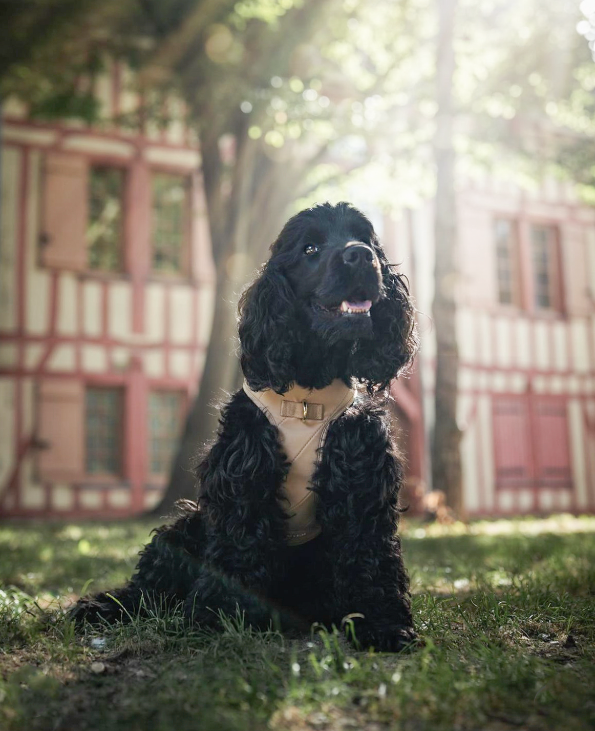 Pups & Bubs - Wholesale Pet Harness - Dog - Roam Luxe Harness (Desert) | Dog Walking Gear | Dog Harness6