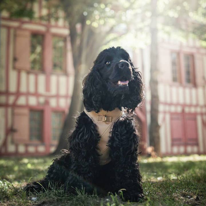 Pups & Bubs - Wholesale Pet harness – Dog - Roam Luxe Harness (Desert) | Dog Walking Gear | Dog Harness6