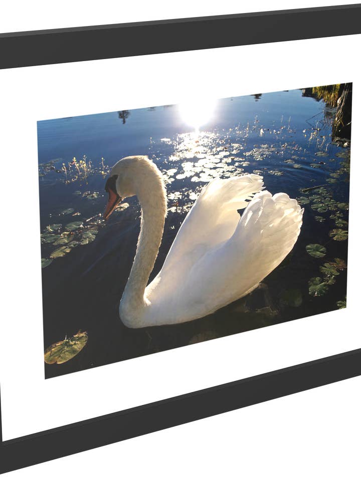 Beautiful Swan Framed Print for wholesale by Tony Westbrook Studios