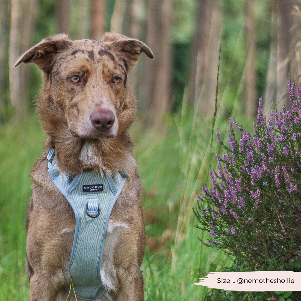 Cocopup London - Wholesale Tuig voor huisdieren - Hond - Verken Harness - Salie Tweed21