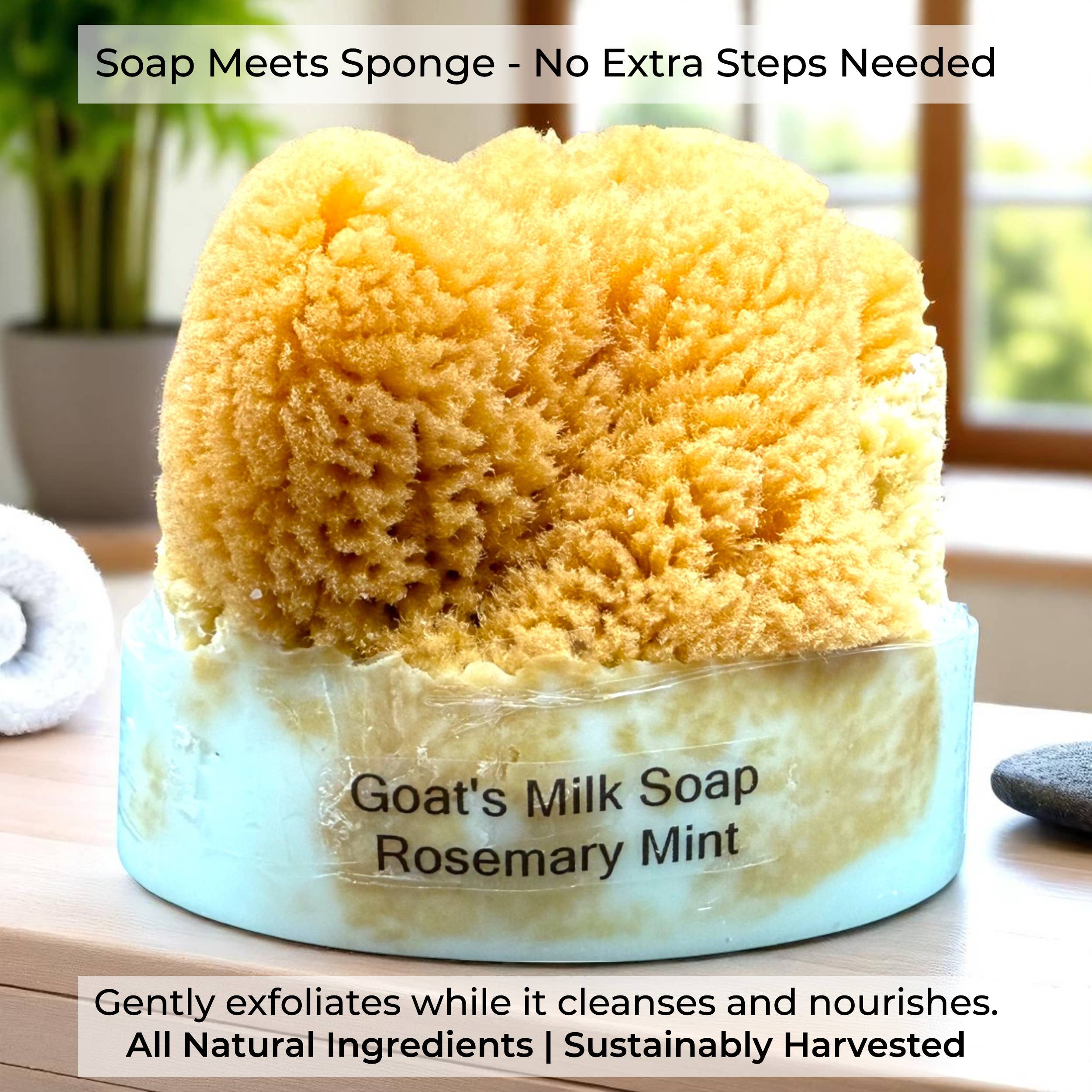 The Grecian Soap Company - Wholesale Bar Soap - Goat's Milk Soap Cleansing Natural Sea Sponge Display Set2