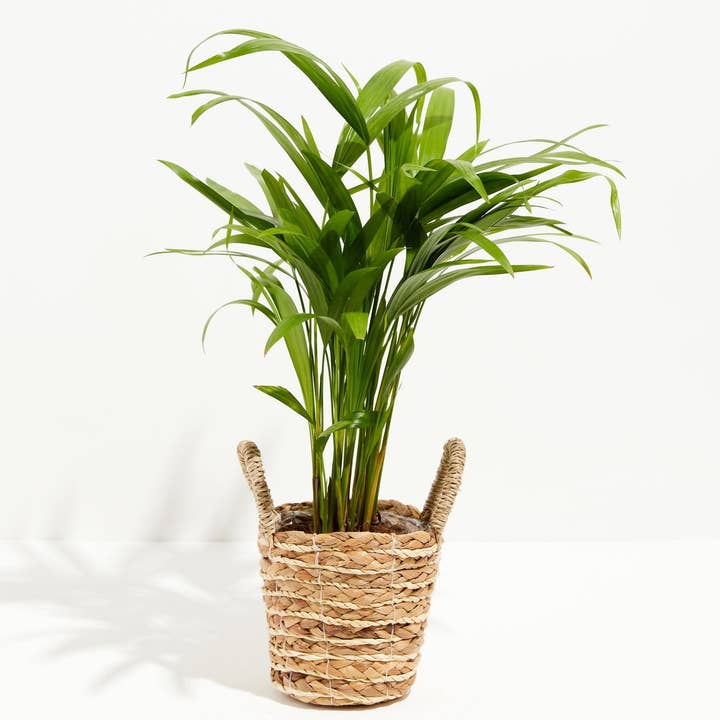 Lively Root - Wholesale Live Plant - Areca Palm Indoor Tree17