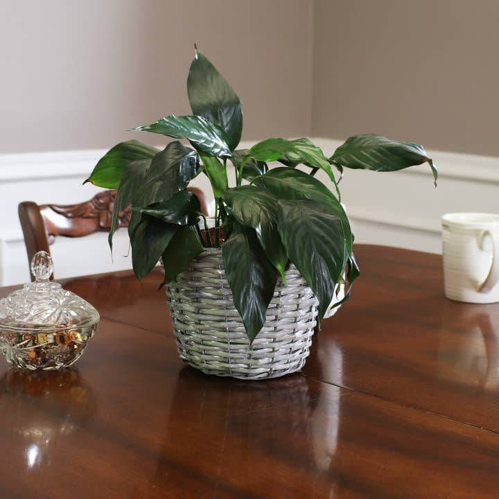 Sunnydaze Decor - Wholesale Plant Pot - 8 in Rattan Wicker Basket Planters with Handles - Set of 54