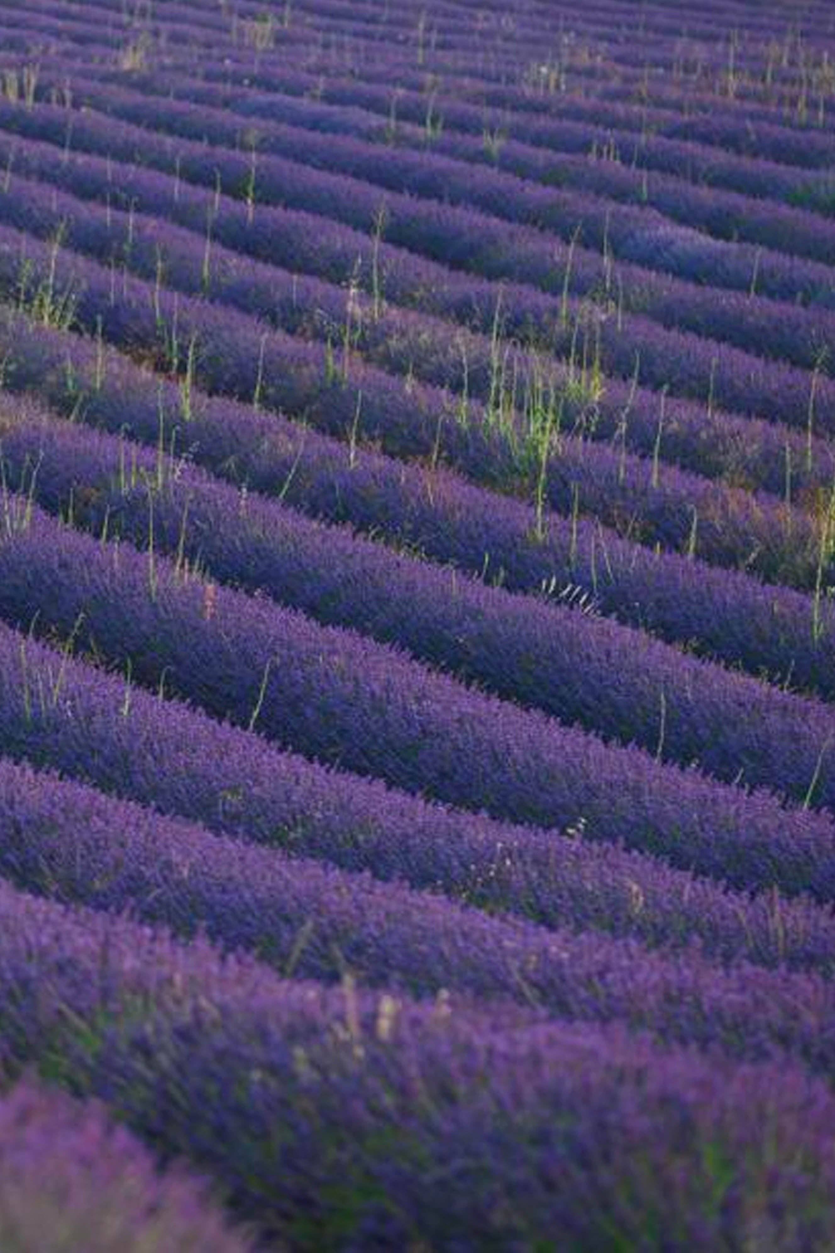 Eturel Madrid - Wholesale Sachet - Lavender canvas bags5