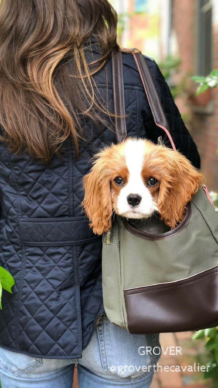 DJANGO - Wholesale Pet Carrier - Dog - Dog Carrier Bag - Olive Green Waxed Canvas and Leather2