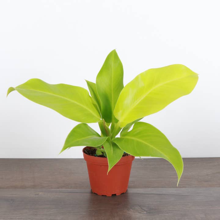 Thorsen's Greenhouse - Wholesale Live Plant - Moonlight Philodendron -  Live Plant0