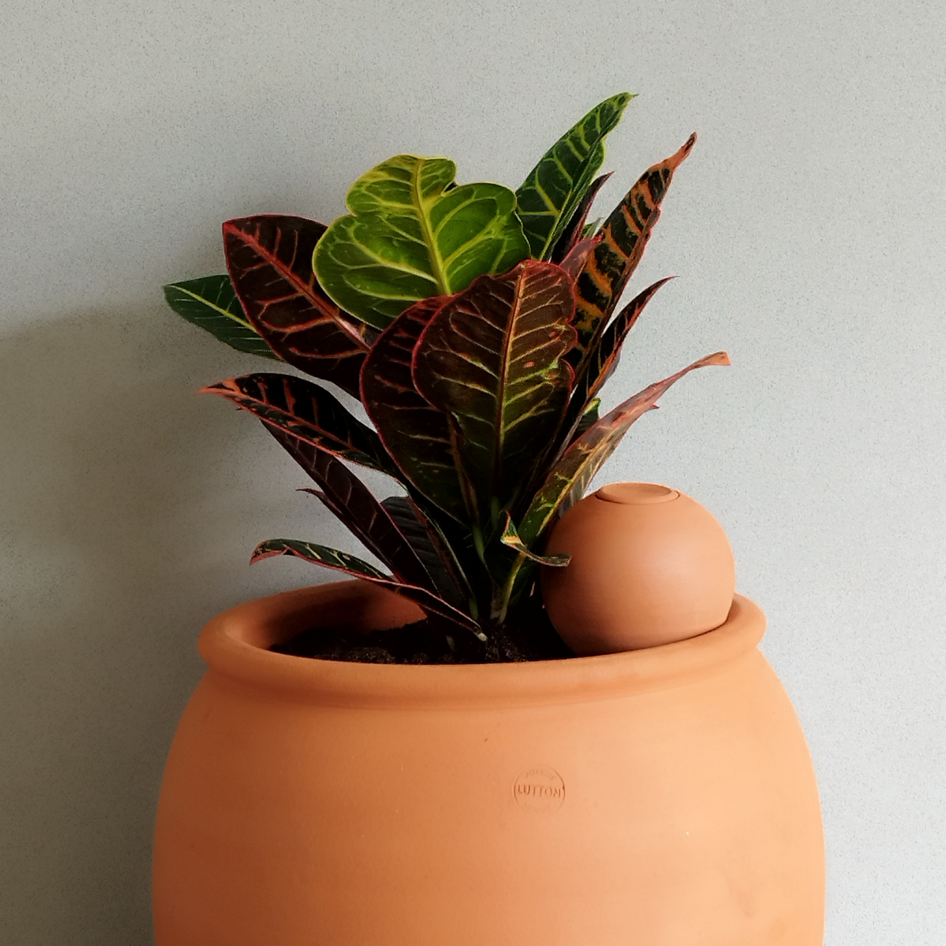 Poterie lutton - Wholesale Plant Pot - Mini Ollas to plant8