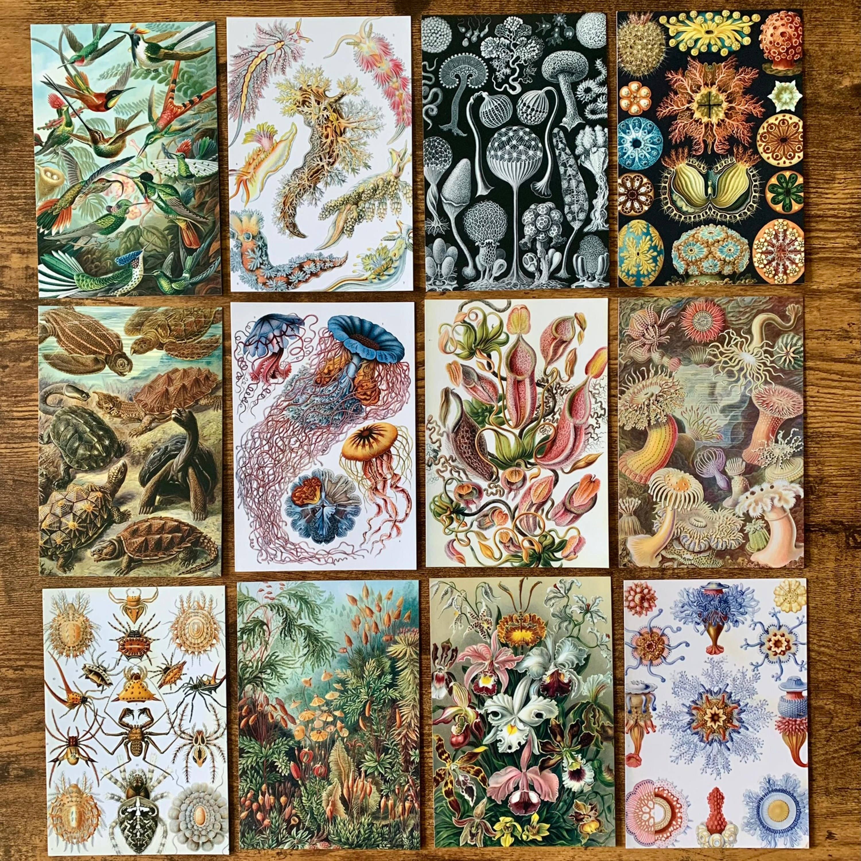 Magnifique Hearts - Wholesale Postcard Set - Unique Ernst Haeckel Postcards, 4X6 Inches, Set of 10 cards1
