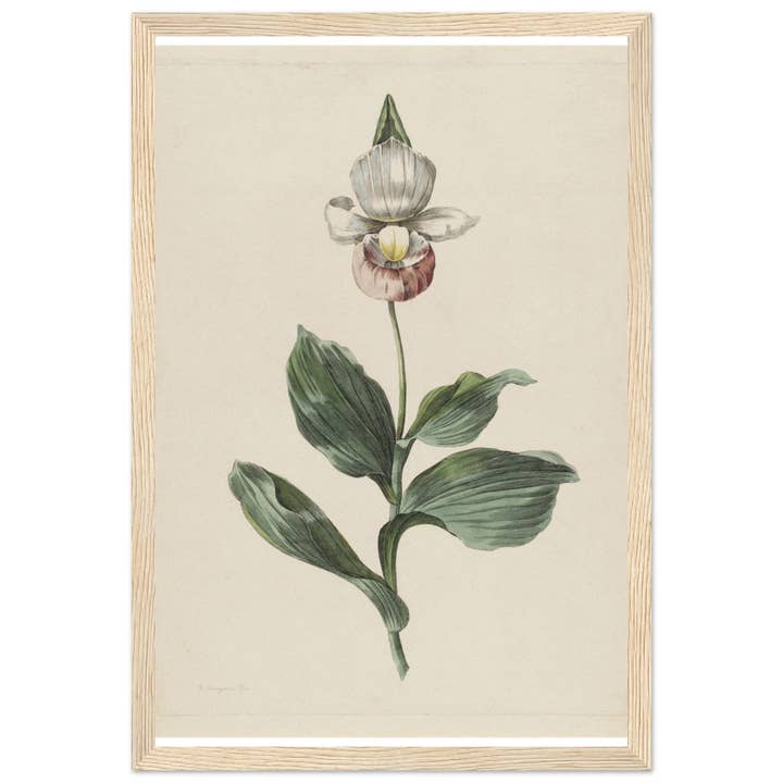 Maison de Paloma - Wholesale Art Print - Botanic garden12