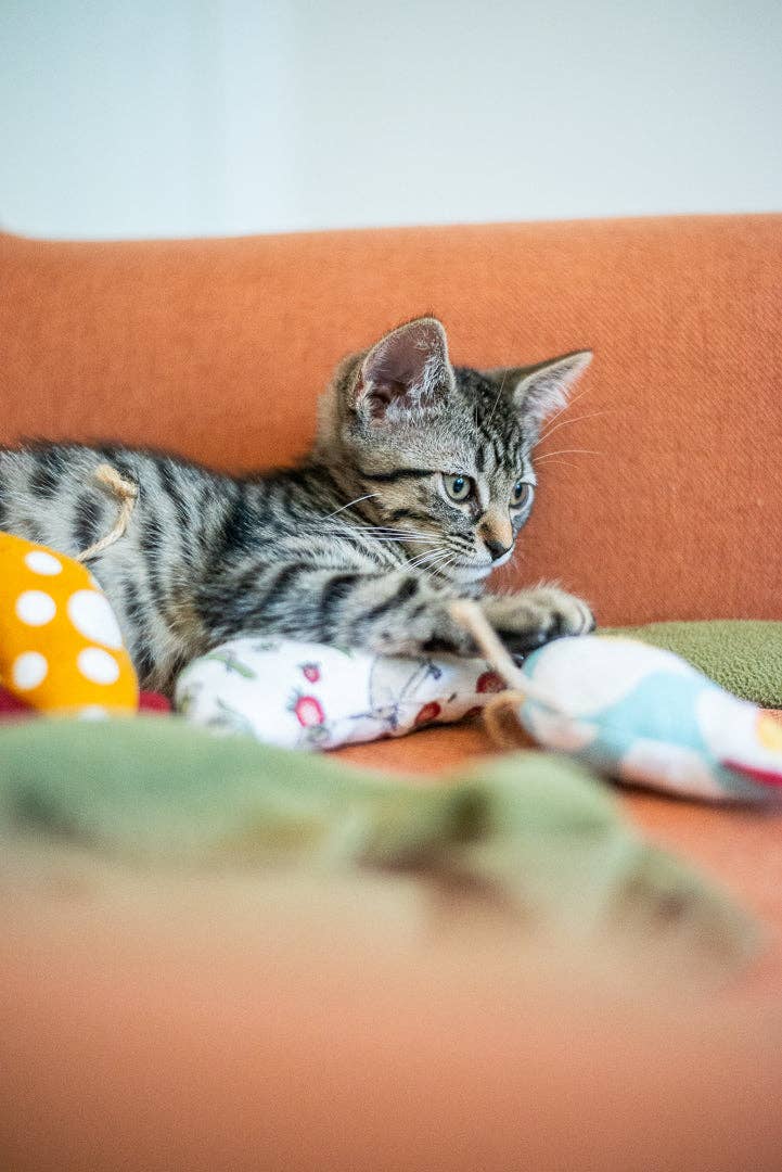 Planet B, Inc. - Wholesale Pet Toy - Cat - Scrap Fabric Cat Toys2