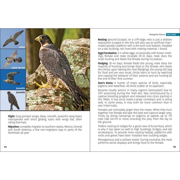 AdventureKEEN - Wholesale Nature & Outdoors - Birds of Prey of the Northeast Field Guide 2nd Edition7