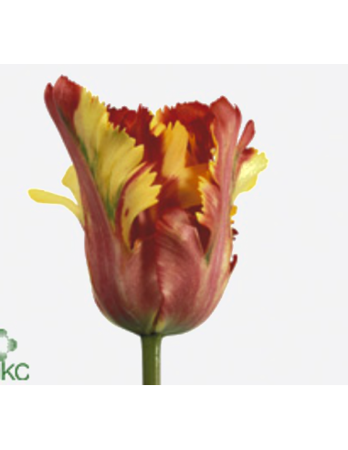Florasource - Wholesale Fresh Cut Flowers - Ruffled Edge Tulip  Flaming Parrot 60 / 120 stems0
