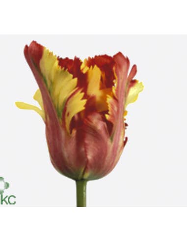 Florasource - Wholesale Fresh Cut Flowers - Ruffled Edge Tulip Flaming Parrot 60 / 120 stems