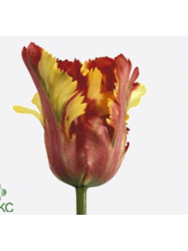 Ruffled Edge Tulip  Flaming Parrot 60 / 120 stems for wholesale by Florasource