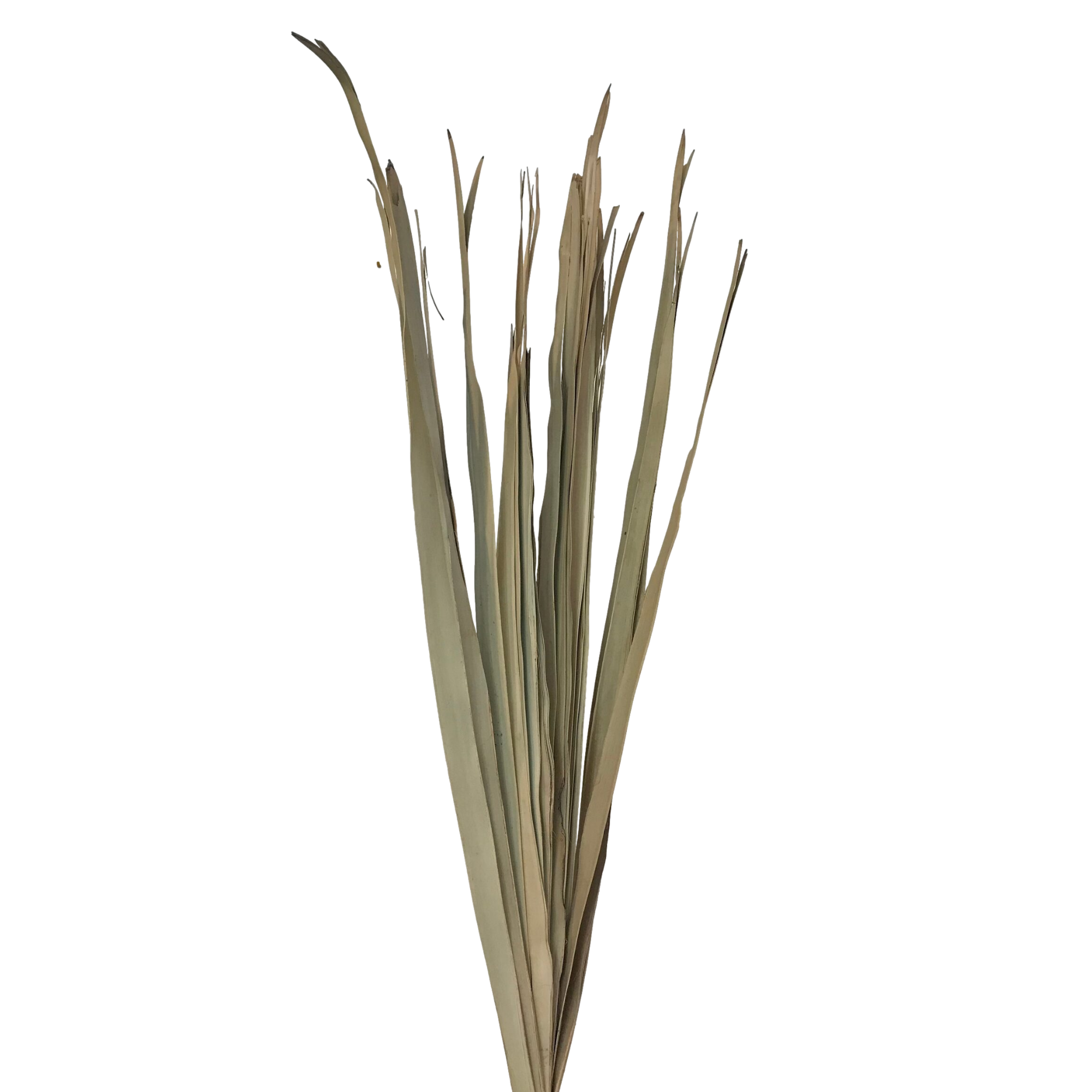 Wilco Home - Wholesale Dried/Pressed Flowers - 300 Grams Natural Dried Sun Palm Leaf Bunch1