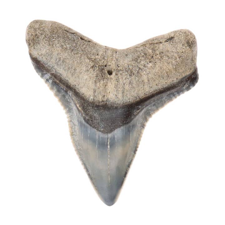 Dente di squalo fossilizzato per la vendita all'ingrosso da parte di Vives de la Cortada S.L