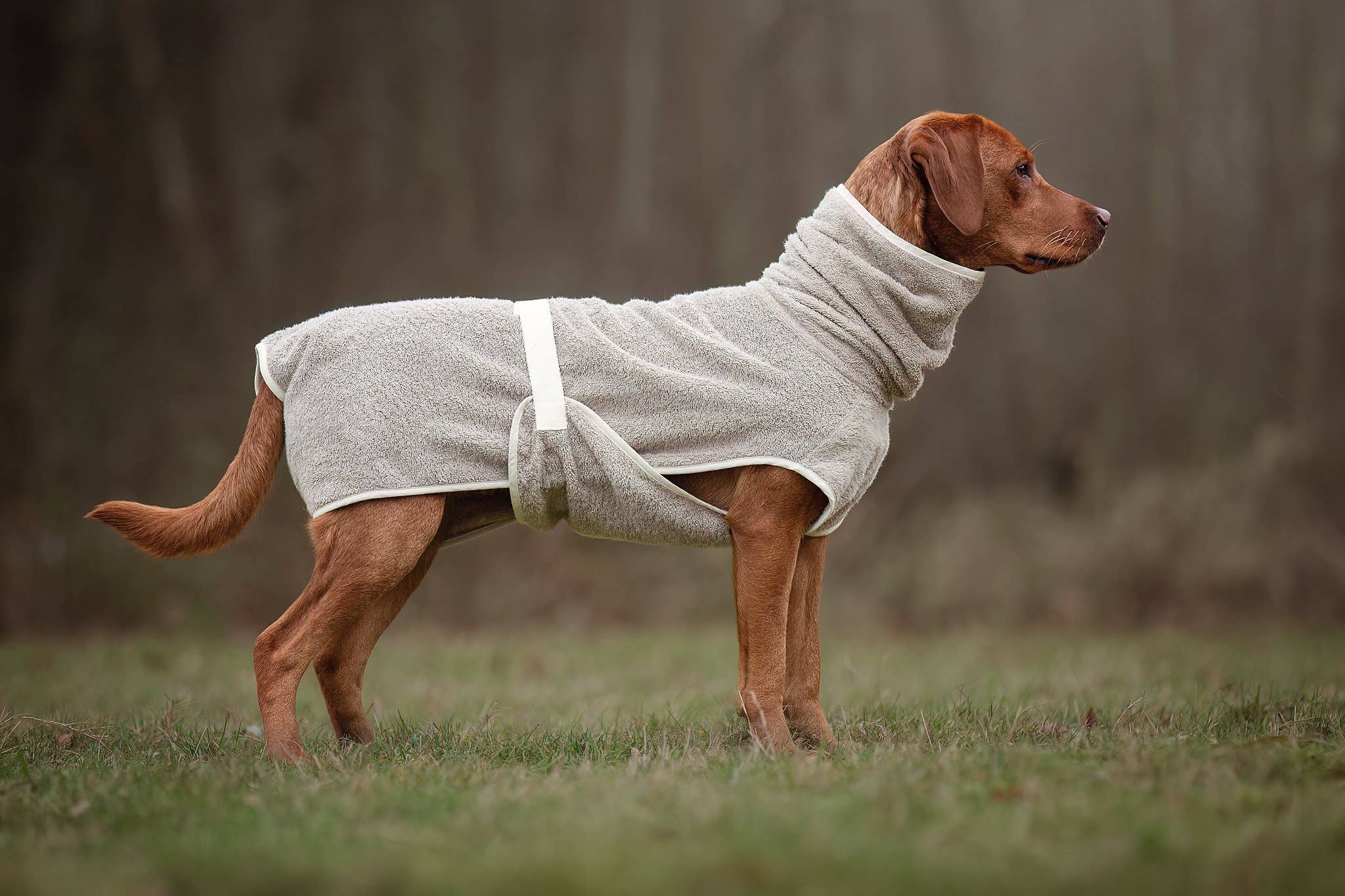 Dog Bathrobe Clay for wholesale on Faire6