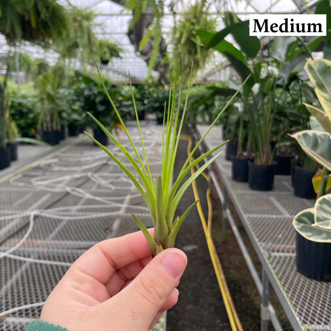 Thorsen's Greenhouse - Wholesale Live Plant - Air Plant - Assorted17