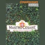 La Deliziosa Pasticceria di Mastro Cesare srl - Wholesale Bread/Tortilla - Handmade bread sticks with spelt made in Italy3