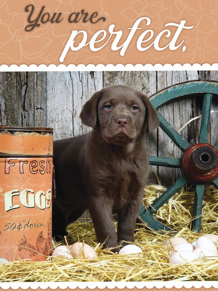 ED/Pup with Eggs for wholesale by Greeting Cards by Norcard