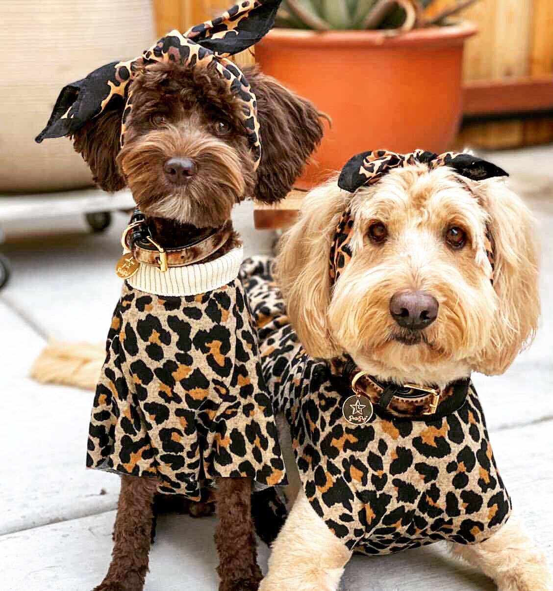 PoisePup – wholesale Pet collar – Dog – COLLAR - WILDEST ONE2