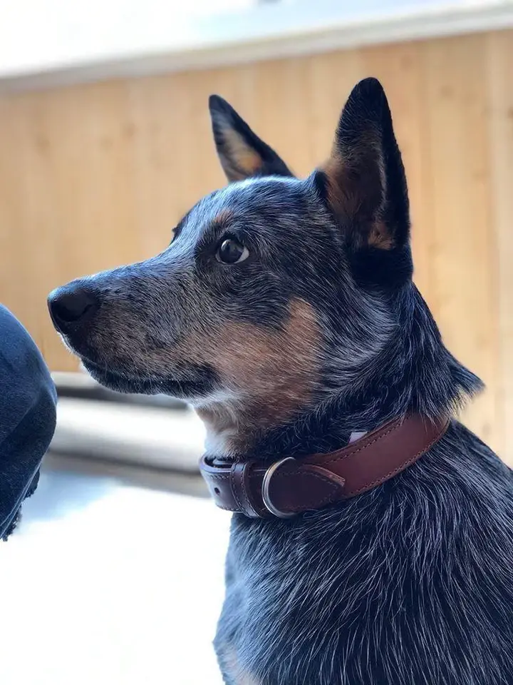 Angel Pet Supplies Inc. – Engroshandel Halsbånd - Hund – Dallas Læderhundehalsbånd med polstring fra ANGEL™ | Ægte læder11