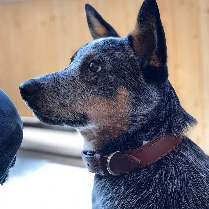 Angel Pet Supplies Inc. - Wholesale Pet Collar - Dog - Dallas Leather Dog Collar by ANGEL™ | Authentic11