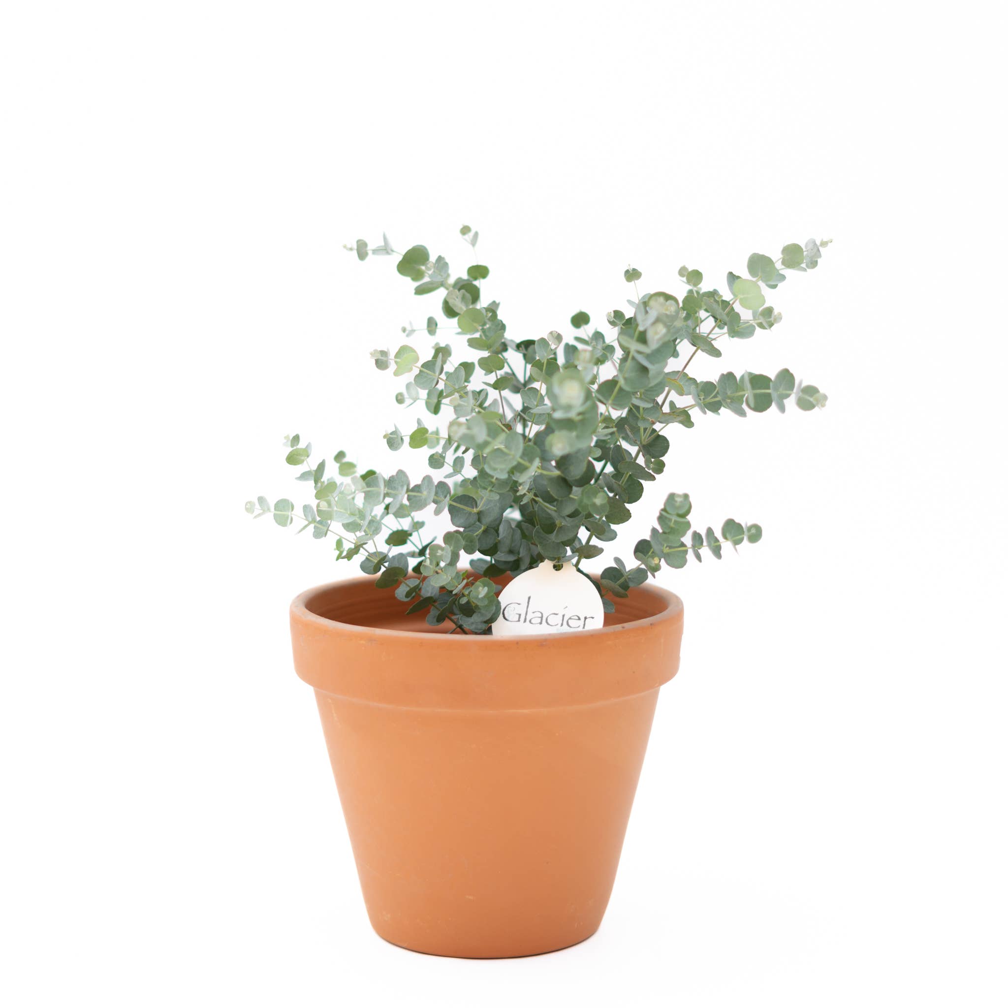 Anna's Garden, Home and Wellness - Vente Plante - Glacier Eucalyptus 6"2