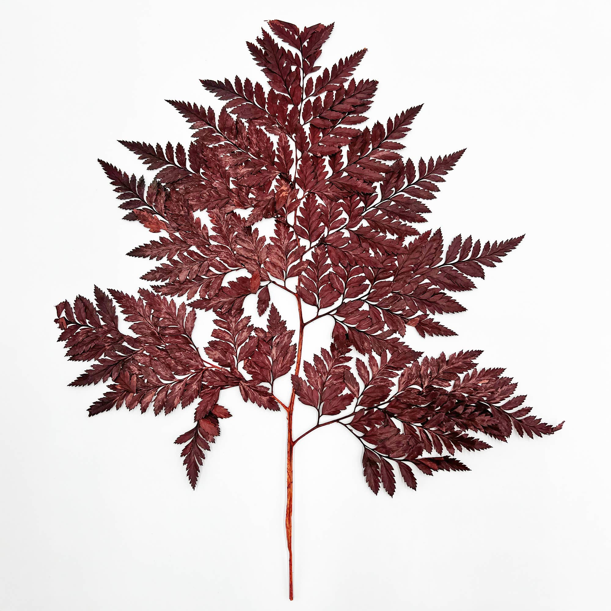 2626 Designs - Vente Fleur séchée/pressée - Fougère Davallia Mariesii séchée et préservée19