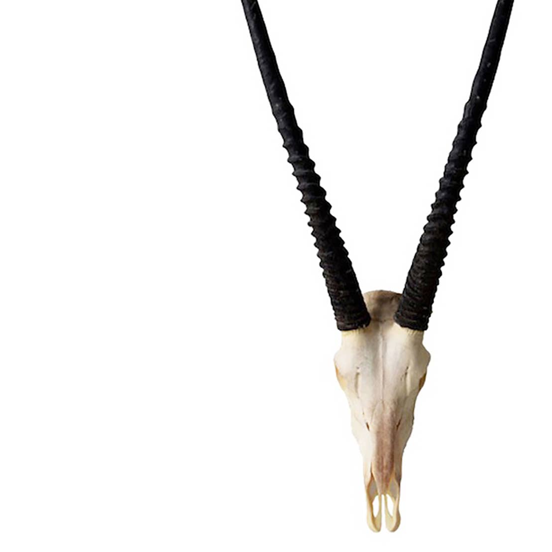 OUTPOST ORIGINAL - Wholesale Wall Accent - African Gemsbok Horn - Full Skull4