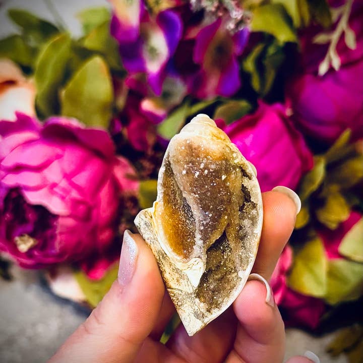 Mandala Gems - Vente Pierre et cristal de spiritualité - Fossiles de coquilles de druse, coquille fossilisée rare d'Inde4