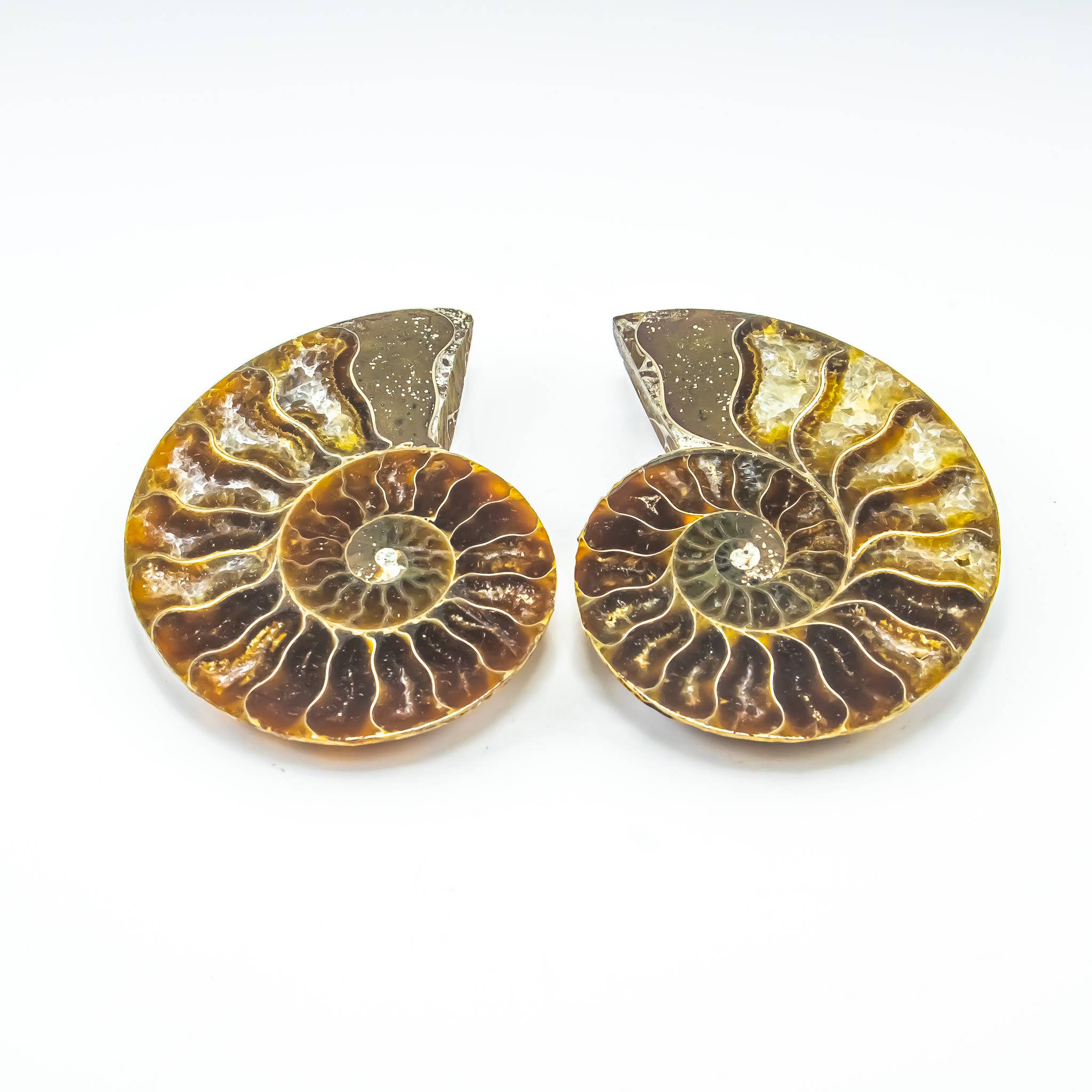 Quasar Gems USA - Wholesale Spiritual Stone/Crystal - Ammonite Pairs 0