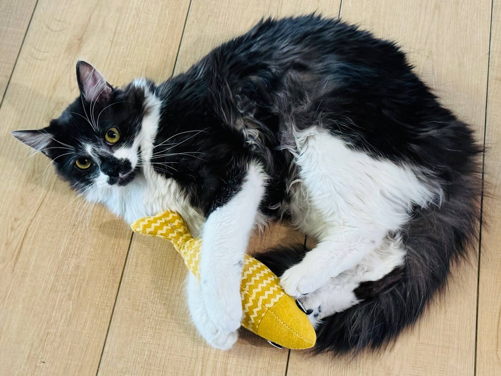 Koira - Wholesale Pet Toy - Cat - Gone Fishin' Fish Catnip Kicker Cat Toy3