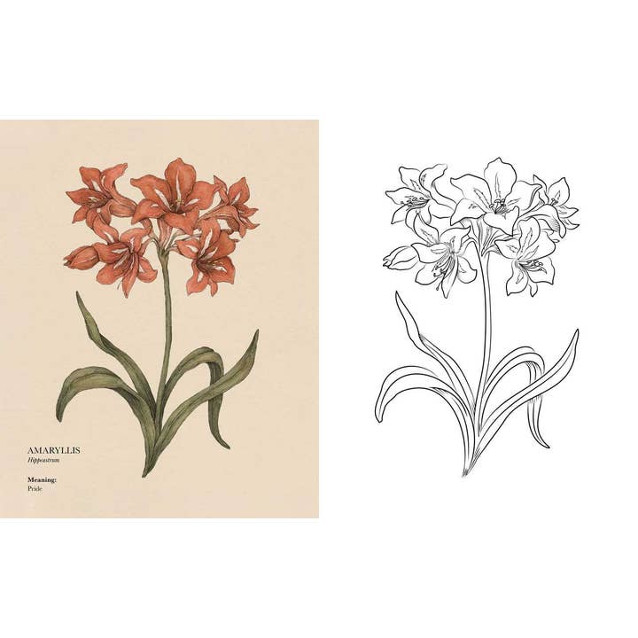 Simon & Schuster - Wholesale Coloring Book - Adult - Floriography Coloring Book by Jessica Roux