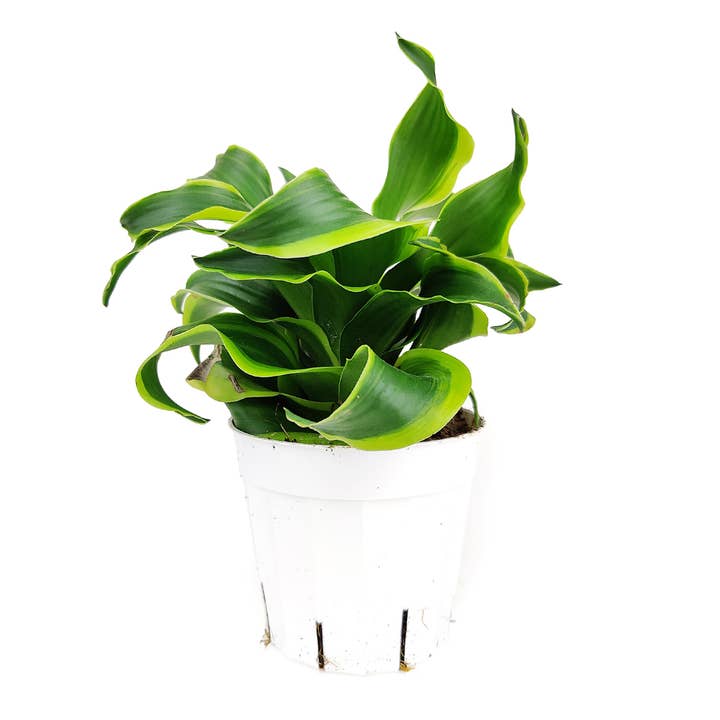 Best Plant Friend - Wholesale Live Plant - Dracaena Tornado - Houseplant For Beginners - 4in Grower Pot3