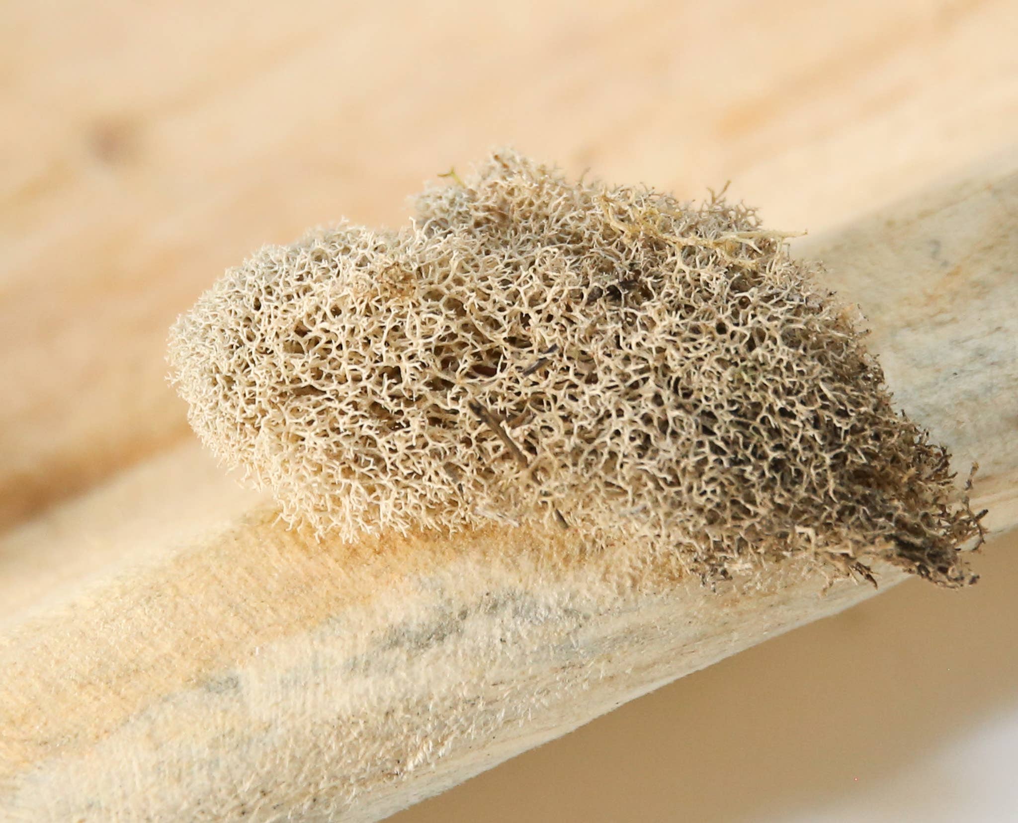 Forever Green Art - Wholesale Live Plant - Preserved Colored Deer Moss – 4oz Bag (Min. 8 Bags)0