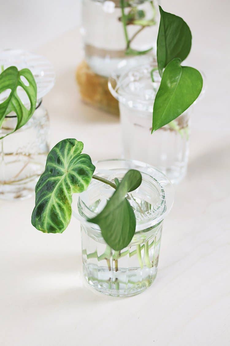 Greenterior - Wholesale Plantenpot - Bobche - Mooie plant2