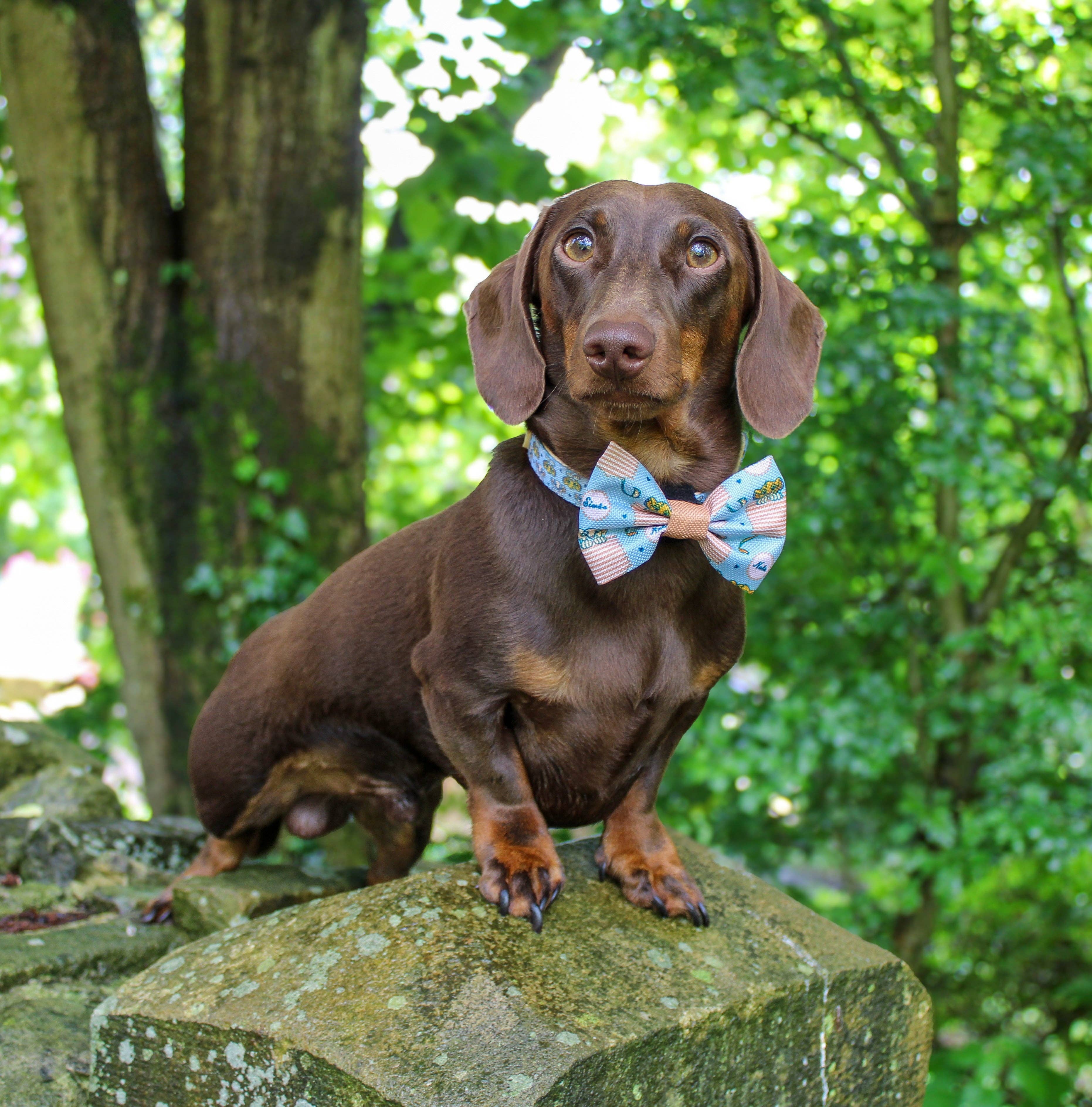 Pawsome Paws - Vendita all'ingrosso Collare - Cani - Collare Disney© - Amici del leone13