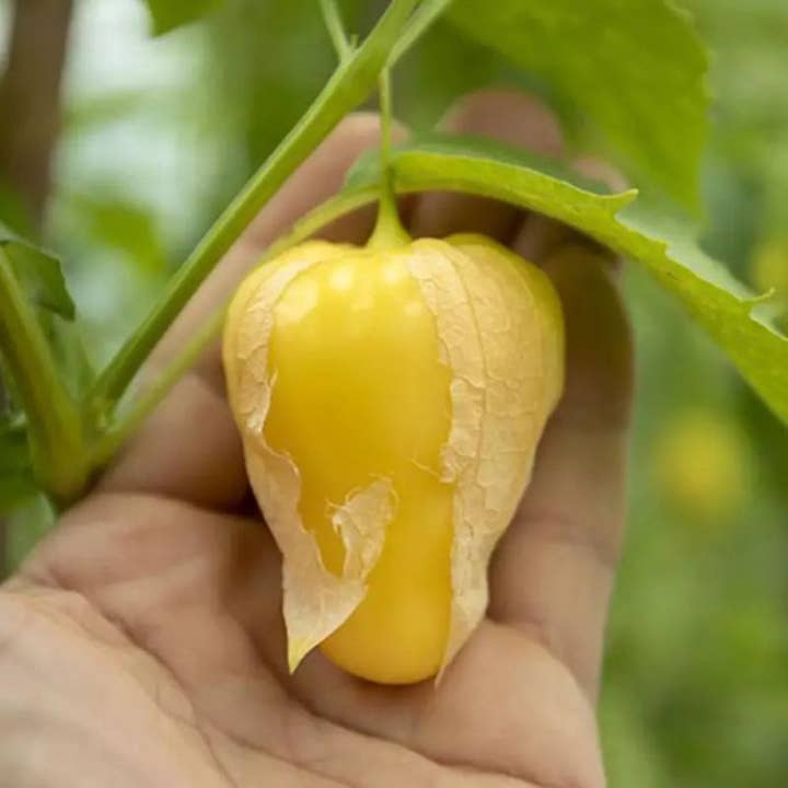 Steep Hill Garden - Wholesale Plant Seeds - Tomatillo Seeds Chupon de Malinalco Seeds (25 Seeds)1