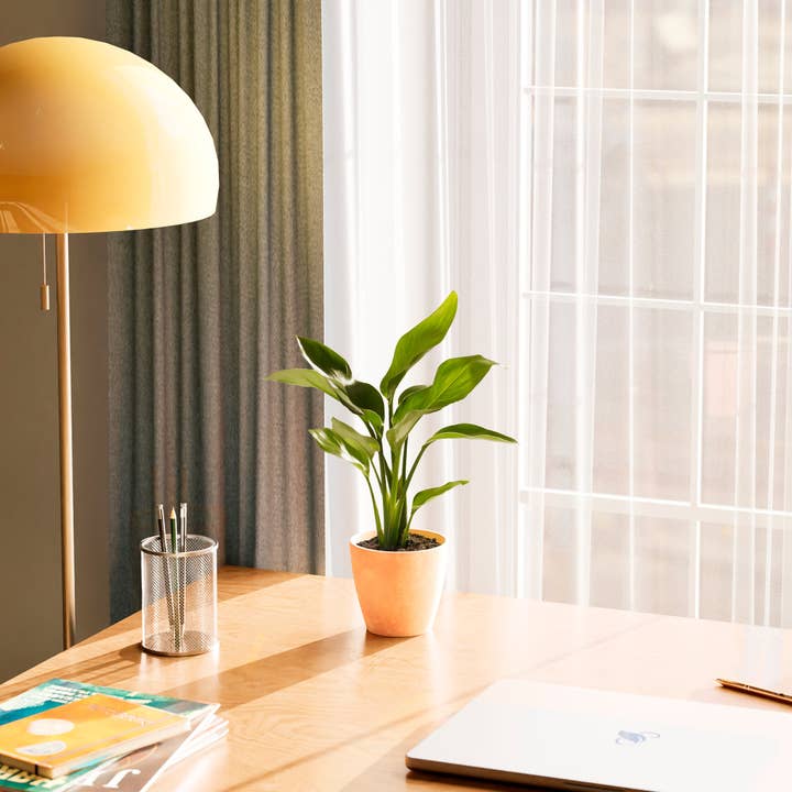 Lively Root - Wholesale Live Plant - Giant Bird of Paradise26