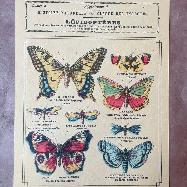 Parcel – wholesale Konsttryck – Classe Des Insectes Konsttryck