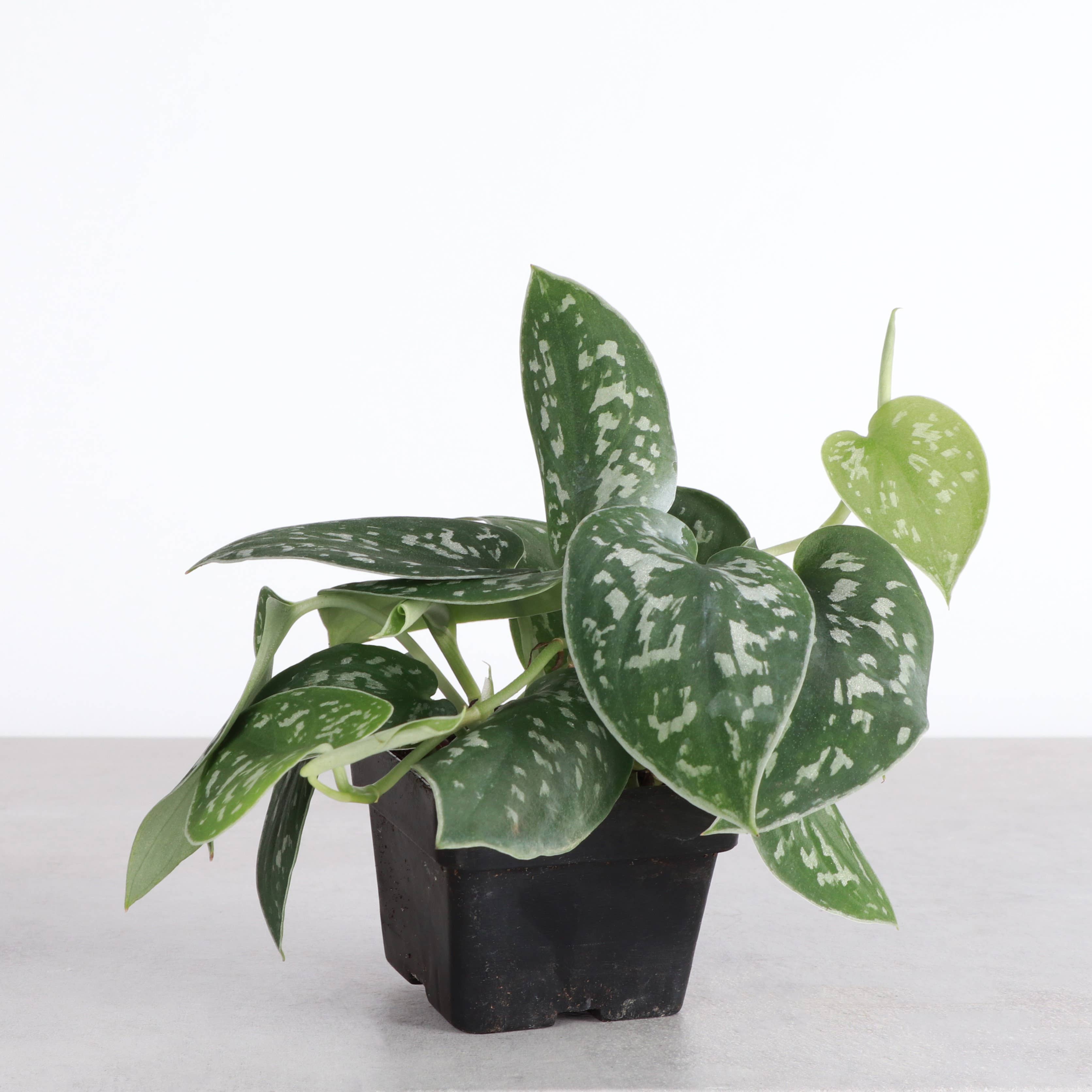 Thorsen's Greenhouse - Vente Plante - Satin Pothos, Scindapsus Pictus - Plante vivante4