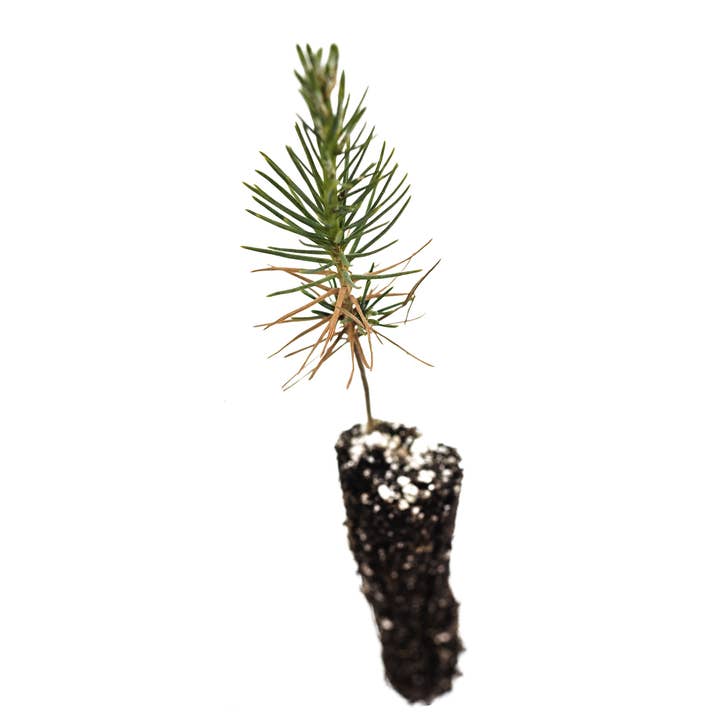 The Jonsteen Company - Wholesale Live Plant - Bonsai Starter | Packaged Live Tree