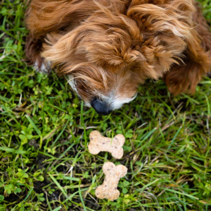BrewBix - Wholesale Pet Biscuit - Dog - 100g BrewBix Peanut Butter Dog Biscuit Box incl sample bag