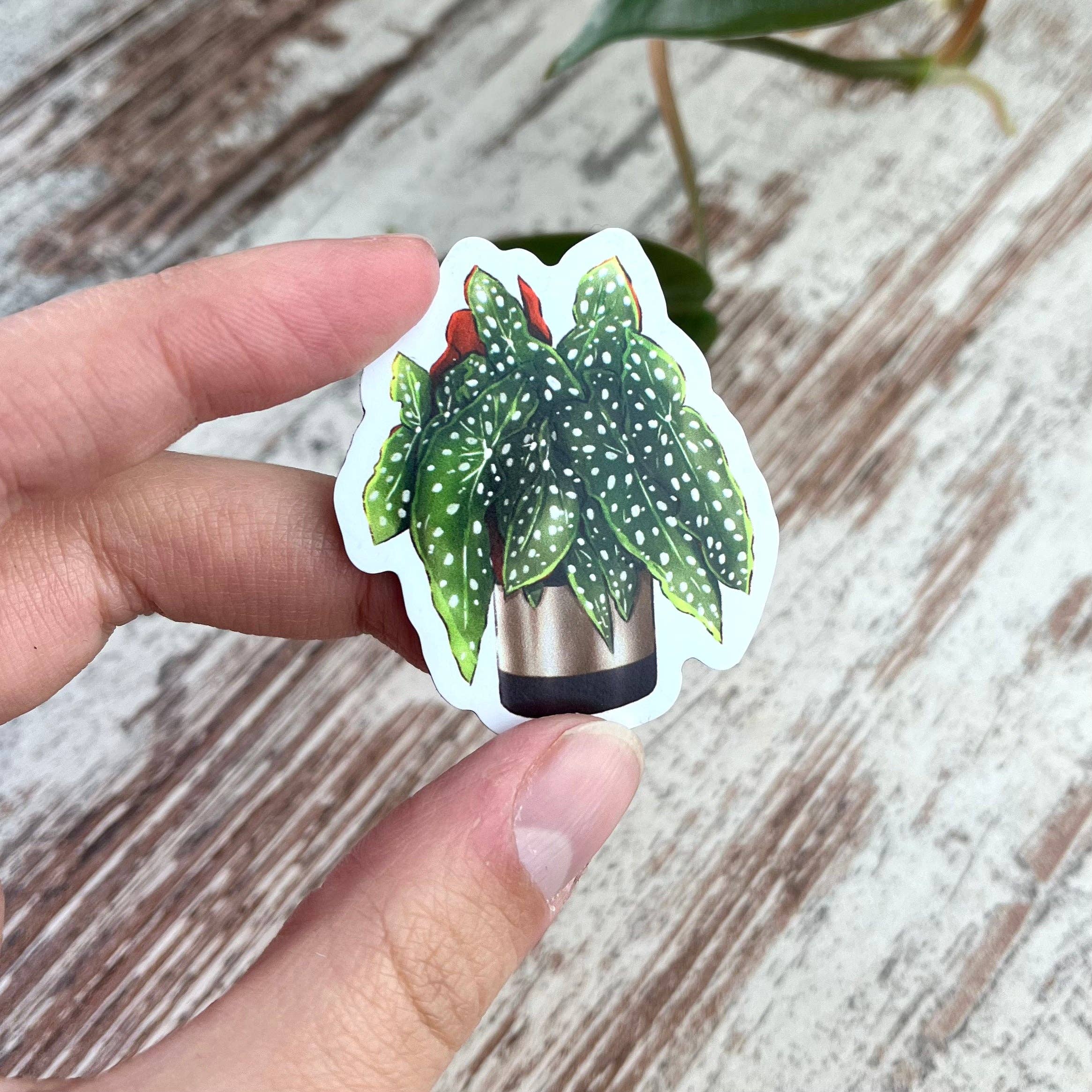 plantyintroverts - Wholesale Magnet - Magnet - Begonia Maculata in Pot, Plantmom, Plantlover6