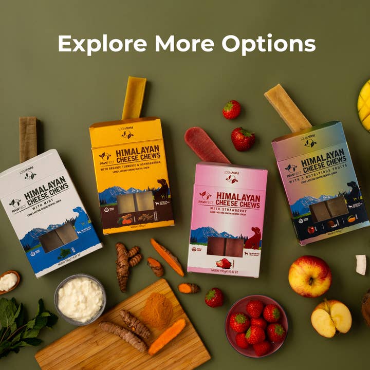 Pawfect Pet Foods Pvt Ltd - USA - Wholesale Pet Treats - Dog - Pawfect Himalayan Cheese Chews with Mint for Large Dogs| 100% Natural Dental Stick| Cleans teeth| Removes Plaque and Tartar|High protein| Grain-free | Long lasting chew | Pack of 3 5