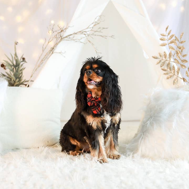 Cavology – wholesale Fluga - Hund – HUND FLUGA Röd Rutig Tartan Vinterunderland semester