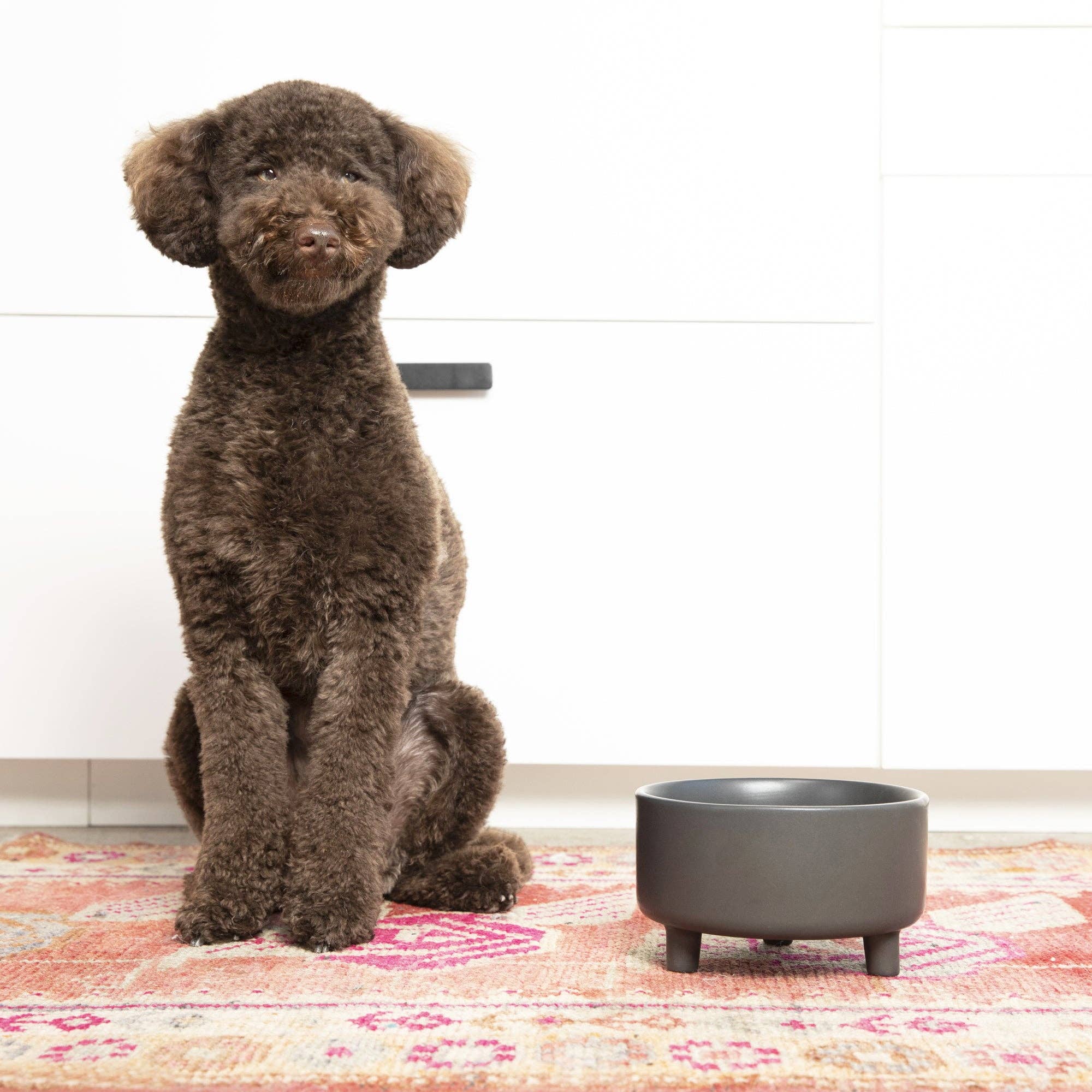 Waggo - Wholesale Pet Bowl - Cat/Dog - Uplift Bowl Ceramic Dog Bowl15