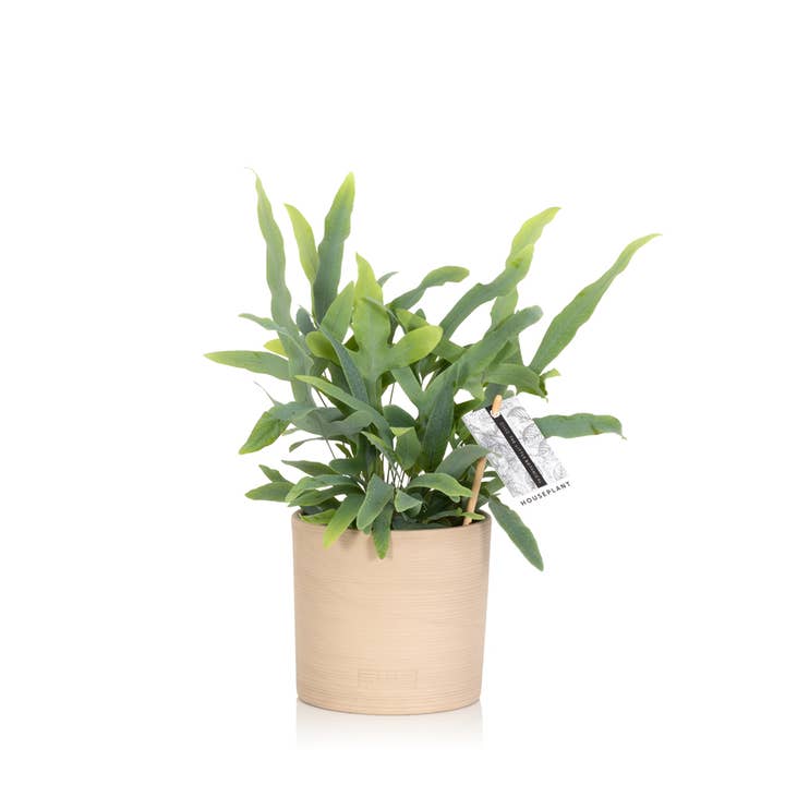 The Little Botanical β wholesale Live plant β British Grown Blue Star Fern1